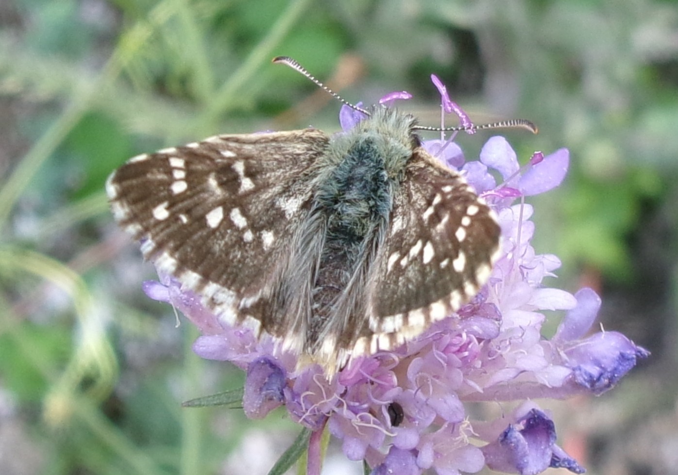 Pyrgus sp